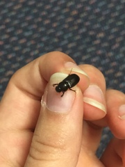 Acrossidius tasmaniae