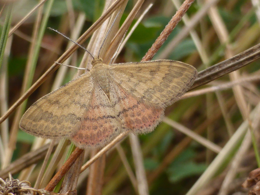 Plantain moth