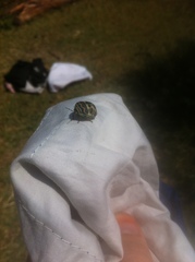 Sphaerocoris annulus