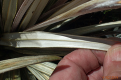 Celmisia armstrongii