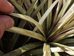 Celmisia armstrongii