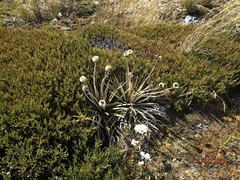 Celmisia armstrongii