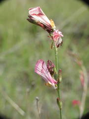 Schinia gaurae