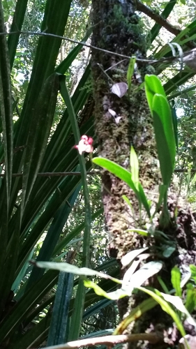 Bulbophyllum longiflorum image