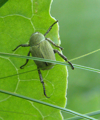 Hoplia parvula