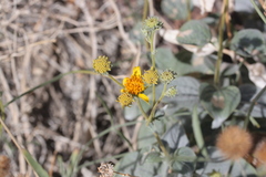 Bahiopsis reticulata