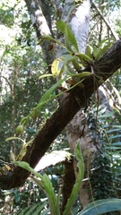 Bulbophyllum brachystachyum image