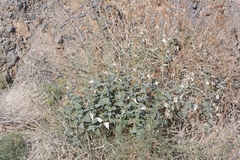 Bahiopsis reticulata