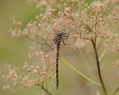Austroaeschna unicornis