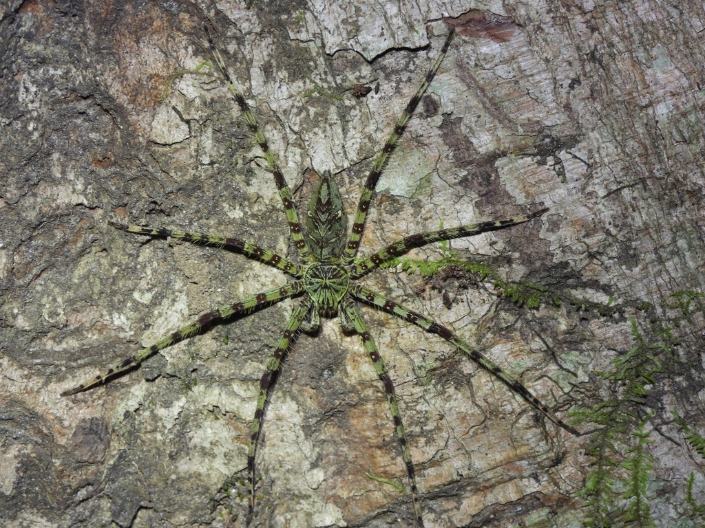 Heteropoda boiei