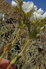 Gentianella impressinervia