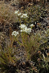 Gentianella impressinervia