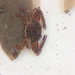Xantus Swimming Crab - Photo (c) dzierten, some rights reserved (CC BY-NC)