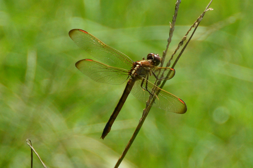 Golden-winged Skimmer from Central, LA, USA on September 1, 2023 at 01: