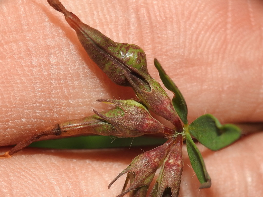 Asphondylia melanopus