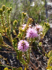 Stilbe ericoides