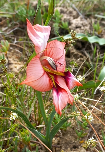Image of Gladiolus meliusculus by no rights reserved