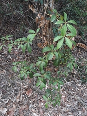 Cissus sterculiifolia