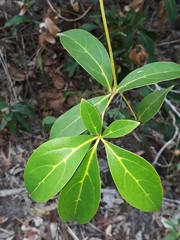 Cissus sterculiifolia