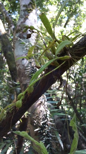 Bulbophyllum brachystachyum image