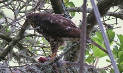 Accipiter tachiro