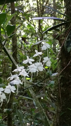 Aerangis citrata