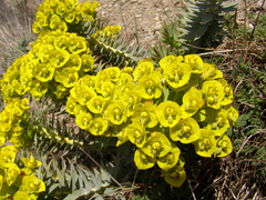 Euphorbia rigida