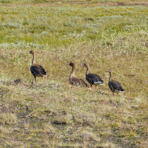 Ánsar piquicorto (Anser brachyrhynchus)