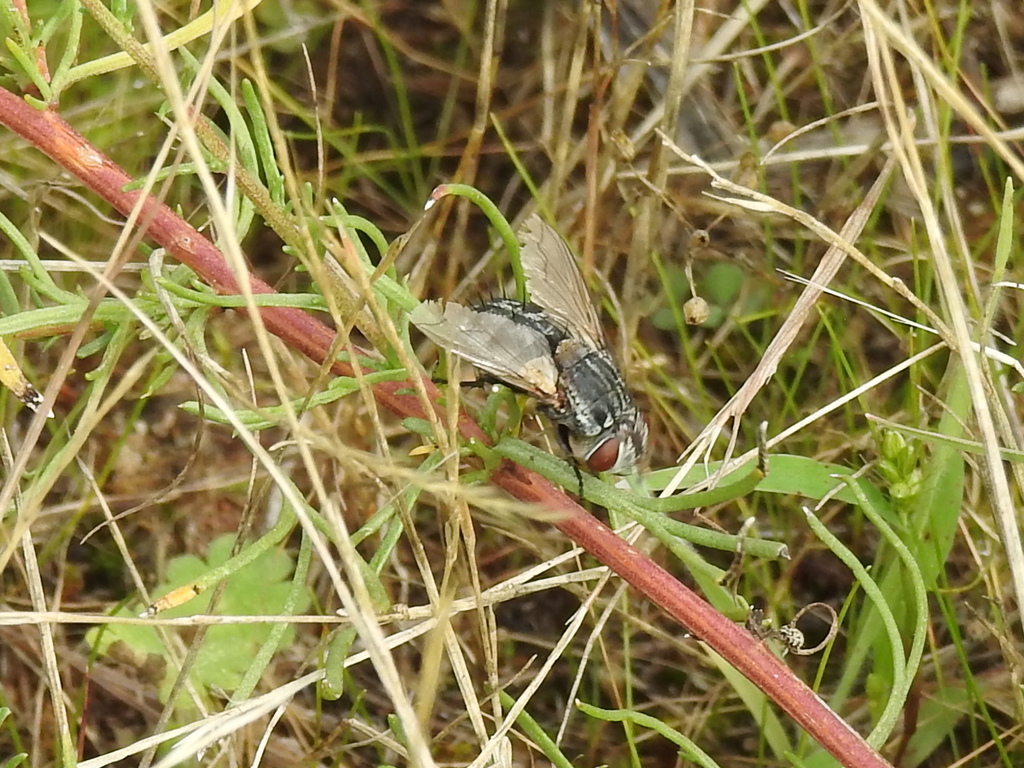 Spallanzania hebes