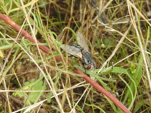 Spallanzania hebes