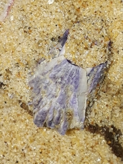 Austrobalanus imperator