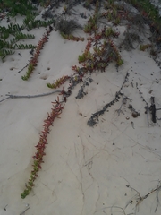 Carpobrotus glaucescens