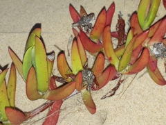 Carpobrotus glaucescens