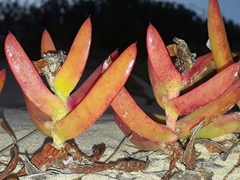 Carpobrotus glaucescens