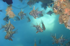 Sphaeramia orbicularis