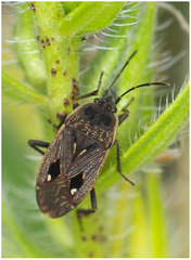 Graptopeltus lynceus