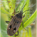 Eyed Groundbug - Photo (c) naturalist_ua, some rights reserved (CC BY-NC)