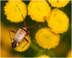 Adelphocoris vandalicus