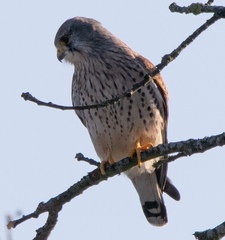 Falco tinnunculus