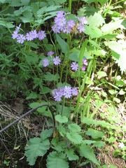 Primula cortusoides