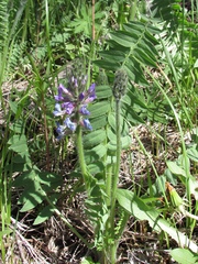 Oxytropis ambigua