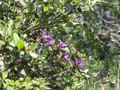 Rhododendron ledebourii