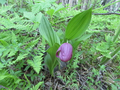 Cypripedium macranthos