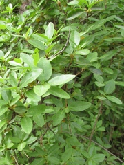 Rhododendron ledebourii