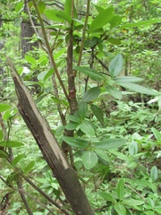 Rhododendron ledebourii