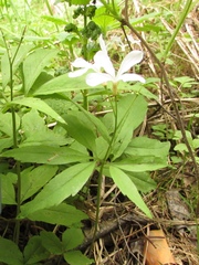 Cardamine altaica