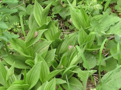 Cypripedium macranthos