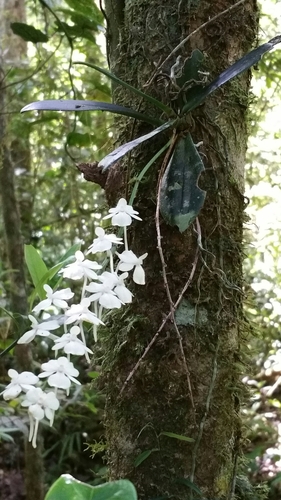 Aerangis citrata