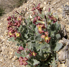 Matthiola odoratissima