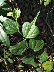 Celtis biondii